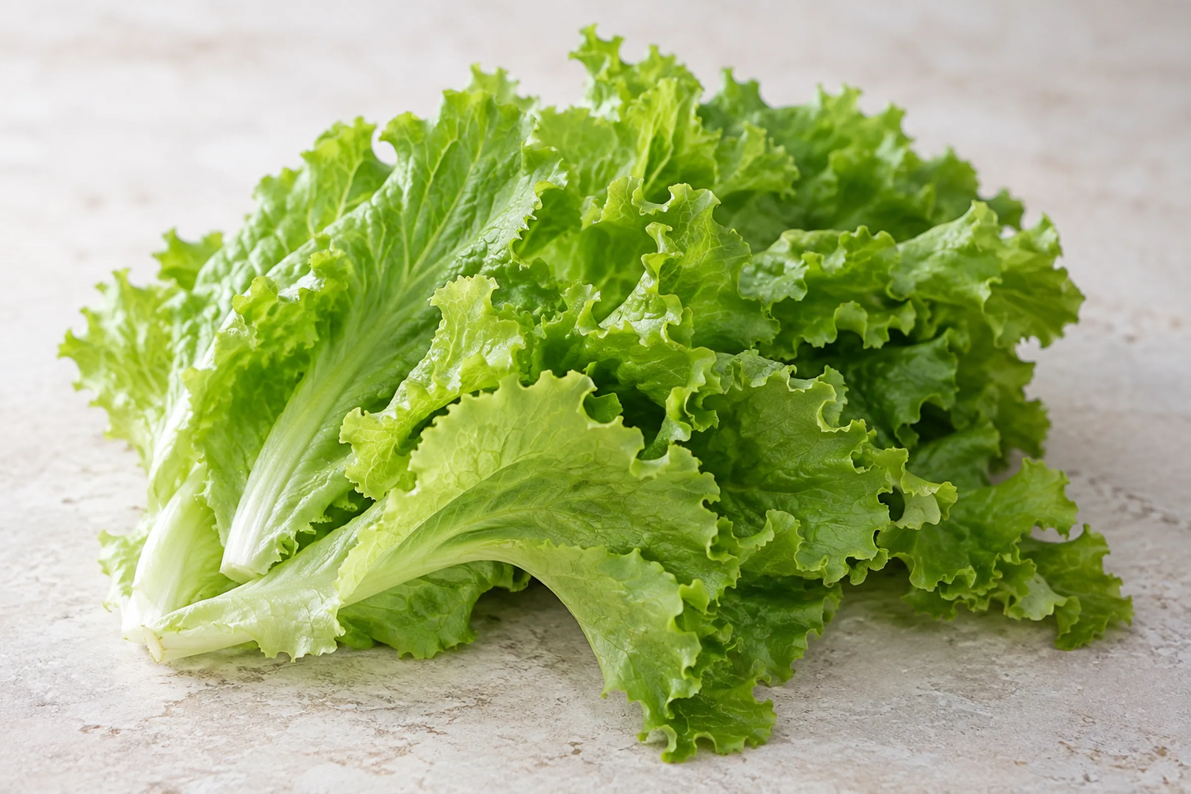 Loose-leaf lettuce with ruffled, tender green leaves