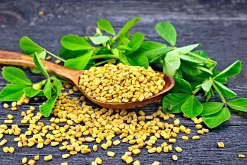 Fenugreek shown in culinary seed context