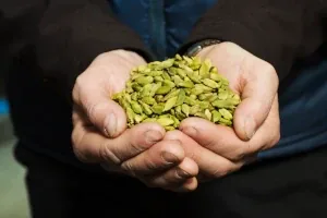 Cardamom shown in whole pods context