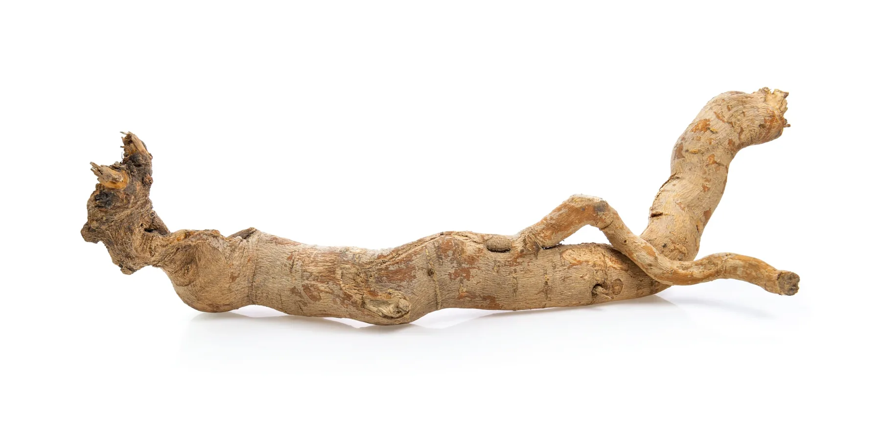 Tongkat ali shown in traditional root decoction context